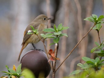 Daurian Redstart 洗足池(大田区) Mon, 3/21/2022