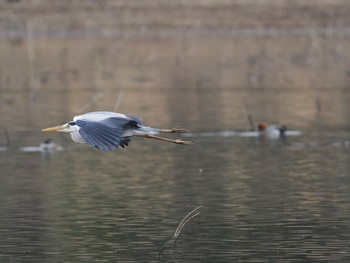 アオサギ 洲原池 2022年3月23日(水)