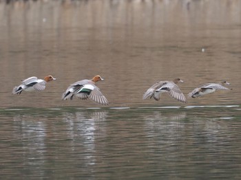 オカヨシガモ 洲原池 2022年3月23日(水)