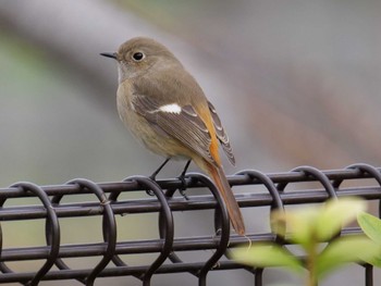 Daurian Redstart 洗足池(大田区) Mon, 3/21/2022