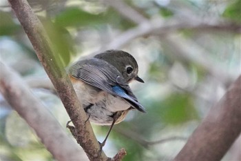 ルリビタキ 昭和記念公園 2022年3月9日(水)