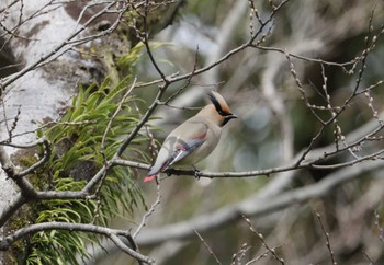 Japanese Waxwing 和歌山城 Wed, 3/23/2022