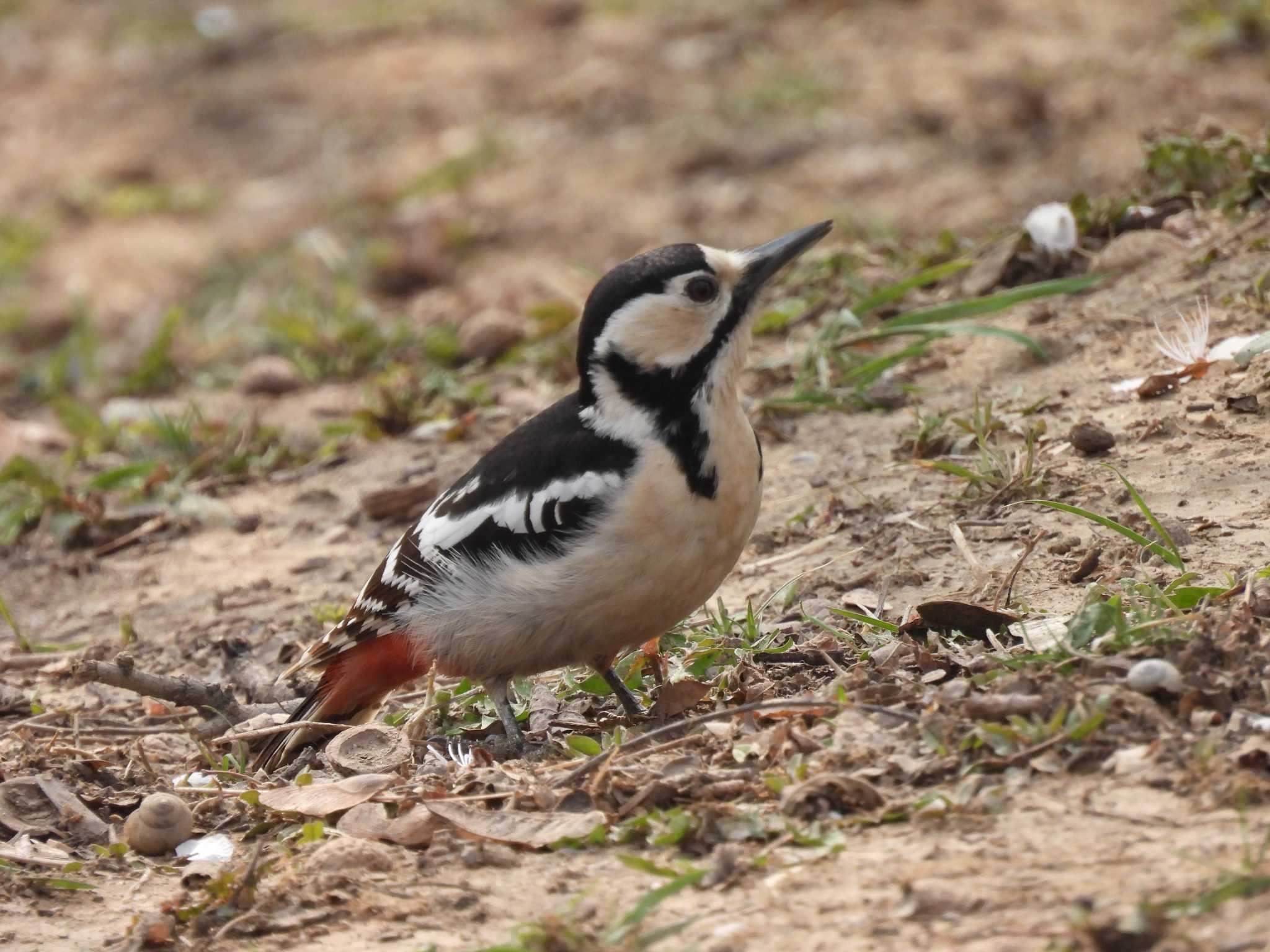 Great Spotted Woodpecker