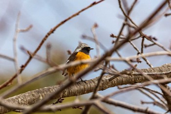 Daurian Redstart 東平尾公園 Sun, 2/20/2022