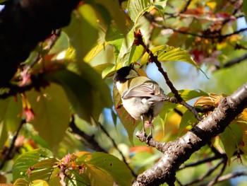 シジュウカラ 平和の森公園、妙正寺川 2022年3月24日(木)