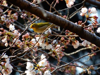 2022年3月24日(木) 平和の森公園、妙正寺川の野鳥観察記録