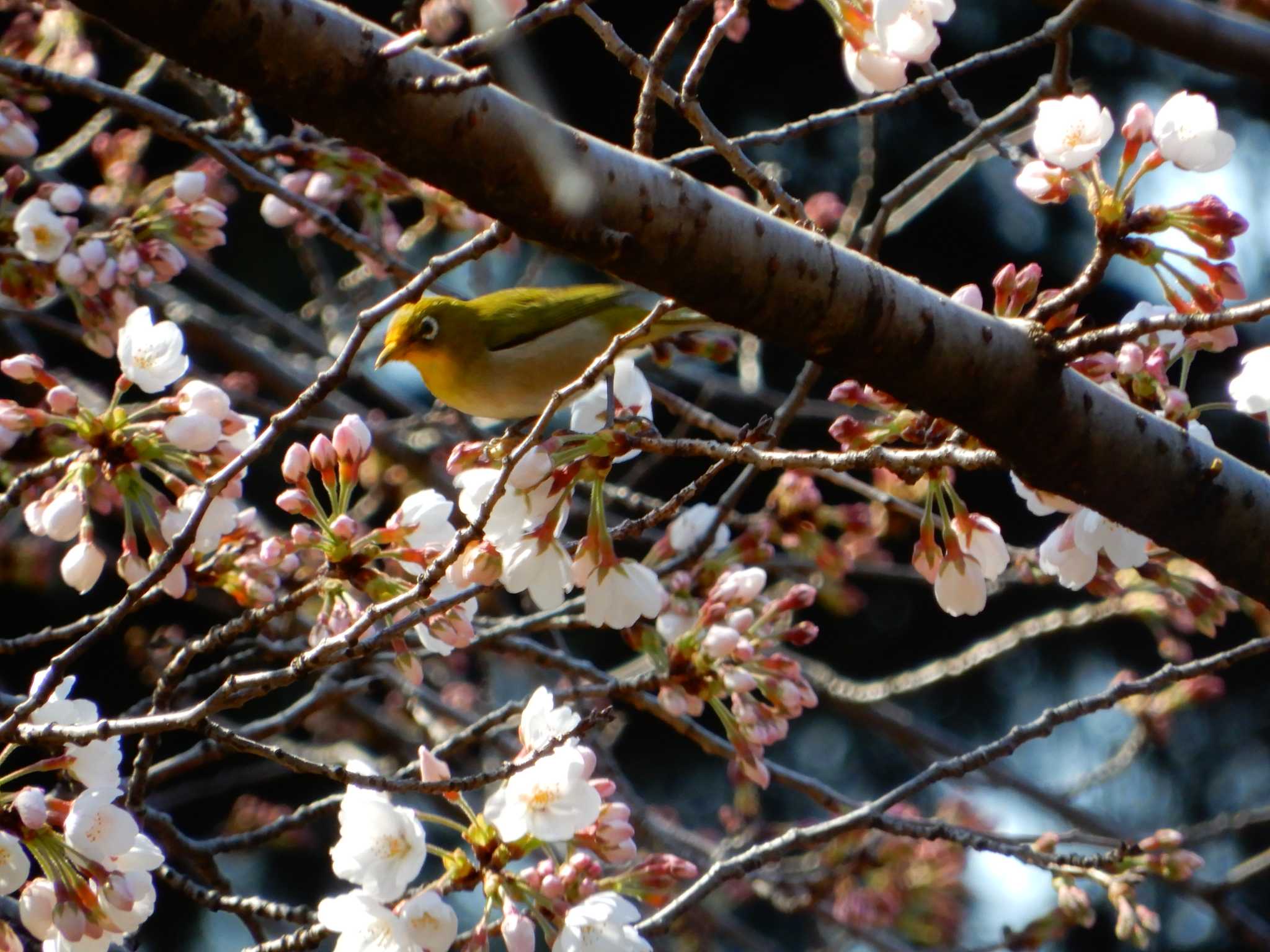 平和の森公園、妙正寺川 メジロの写真 by morinokotori