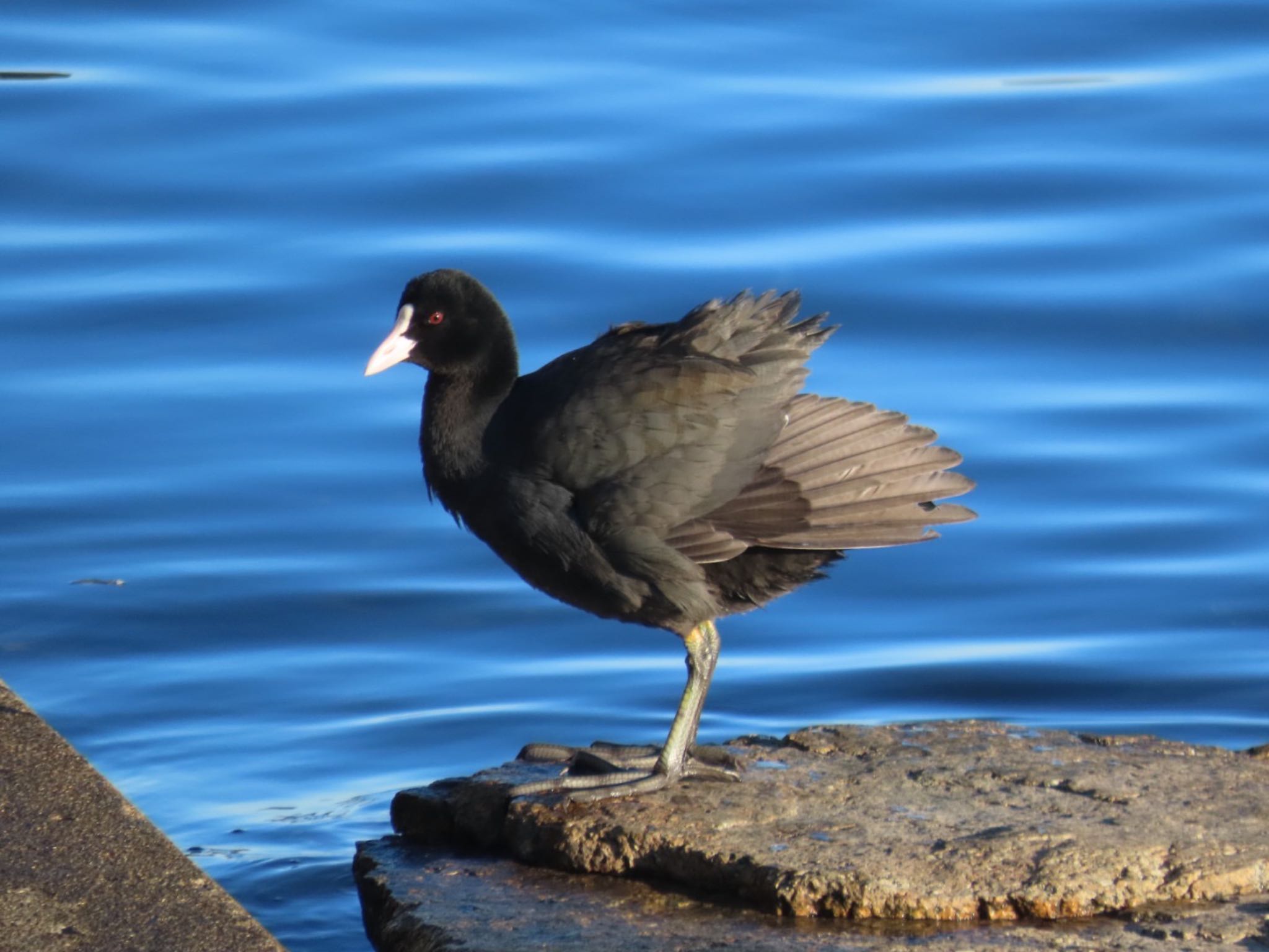 Photo of Eurasian Coot at 浜名湖 by さきやっこ