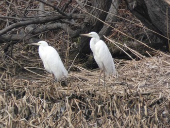 2022年3月24日(木) 札幌市北区新川の野鳥観察記録