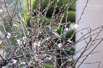 2022年3月24日(木) 宝梅の野鳥観察記録