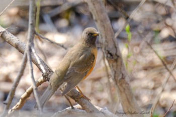 Brown-headed Thrush 守谷 Thu, 3/24/2022