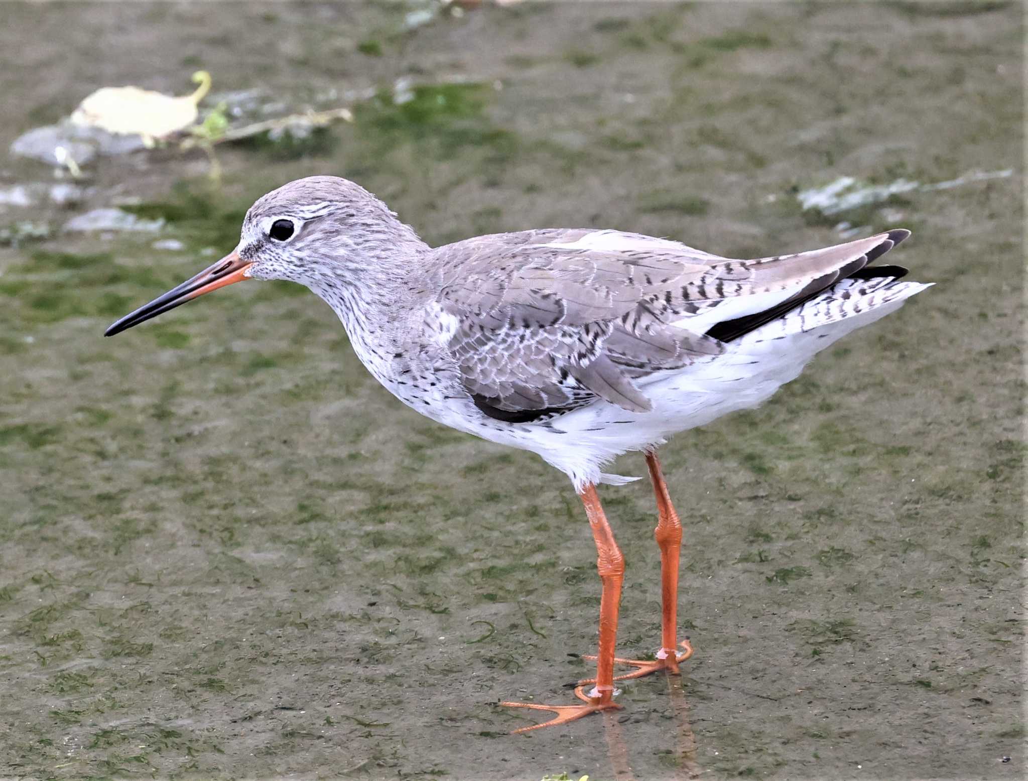 アカアシシギ by Hokkaido.univ