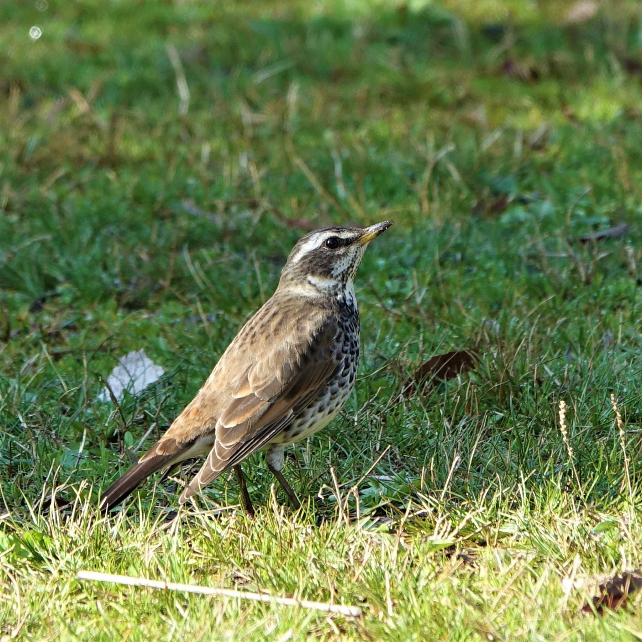 Dusky Thrush