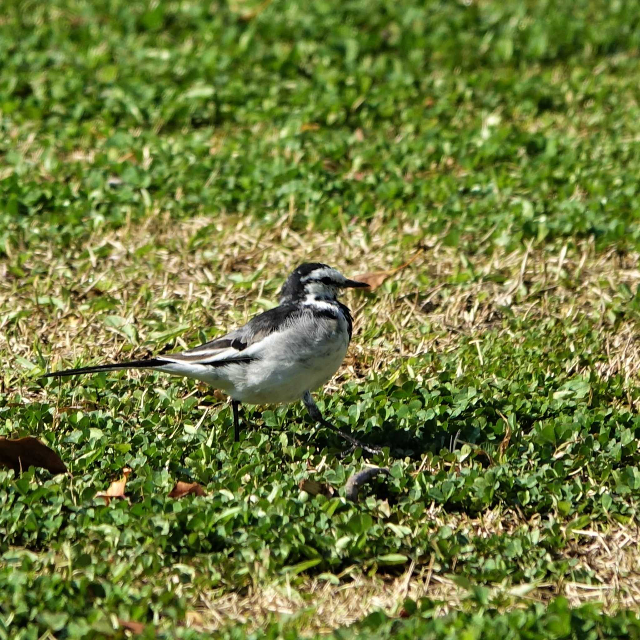 White Wagtail