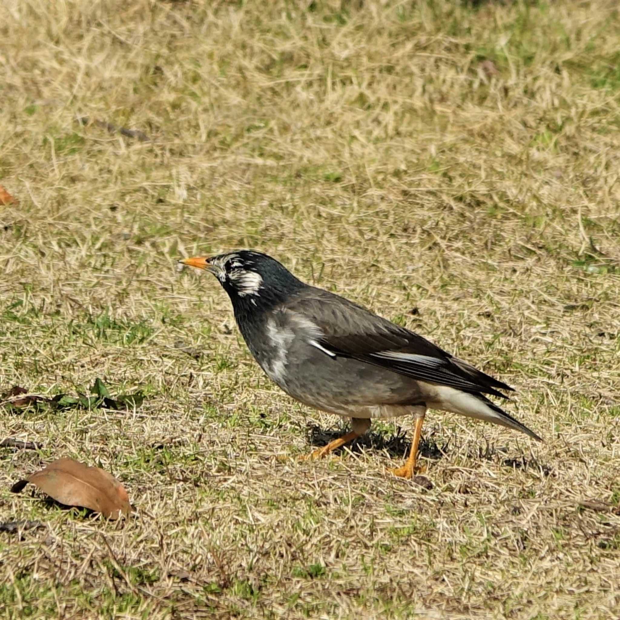 White-cheeked Starling