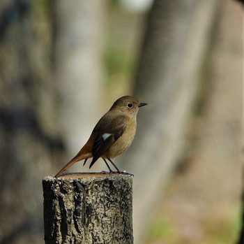 2022年3月24日(木) ロクハ公園(滋賀県草津市)の野鳥観察記録