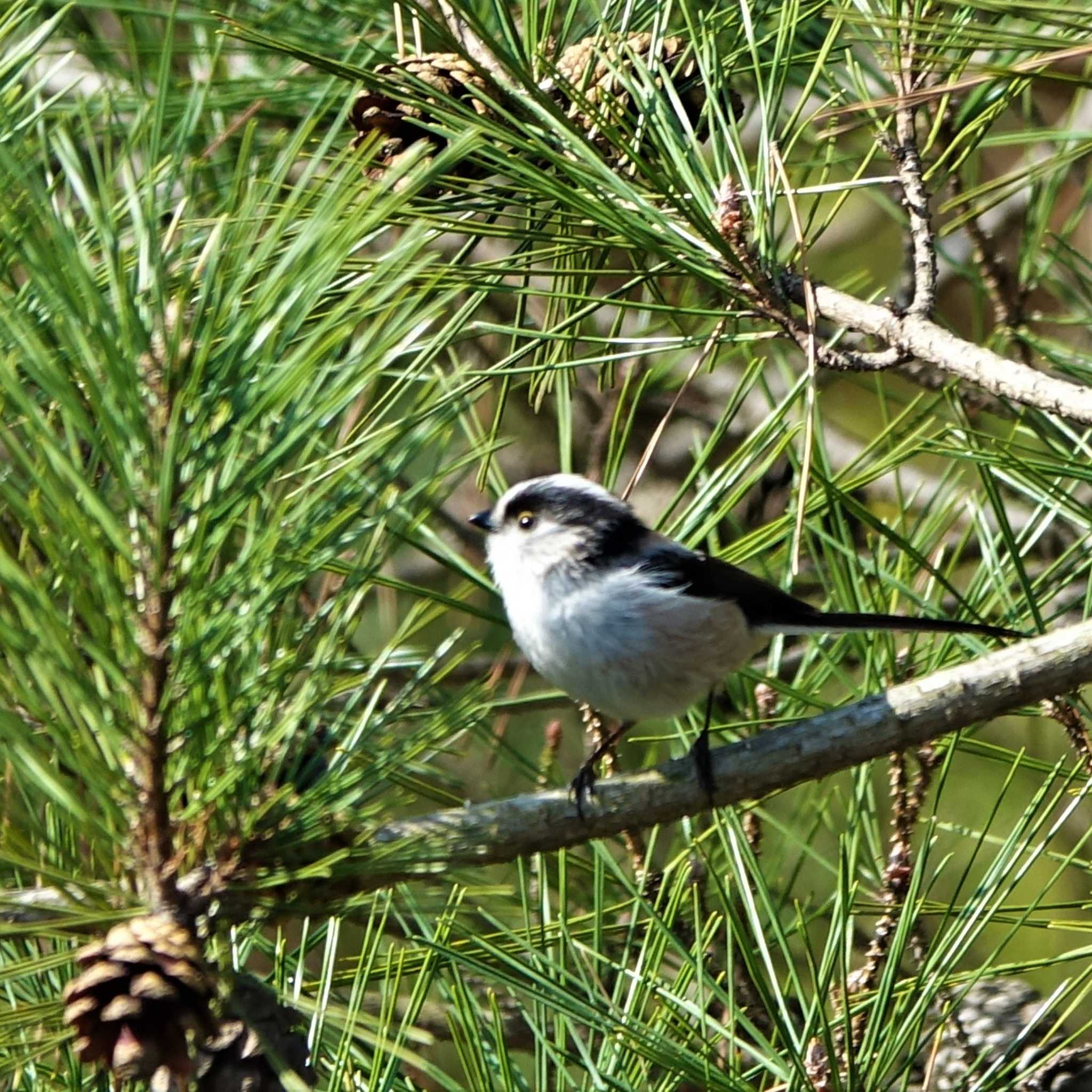 ロクハ公園(滋賀県草津市) エナガの写真