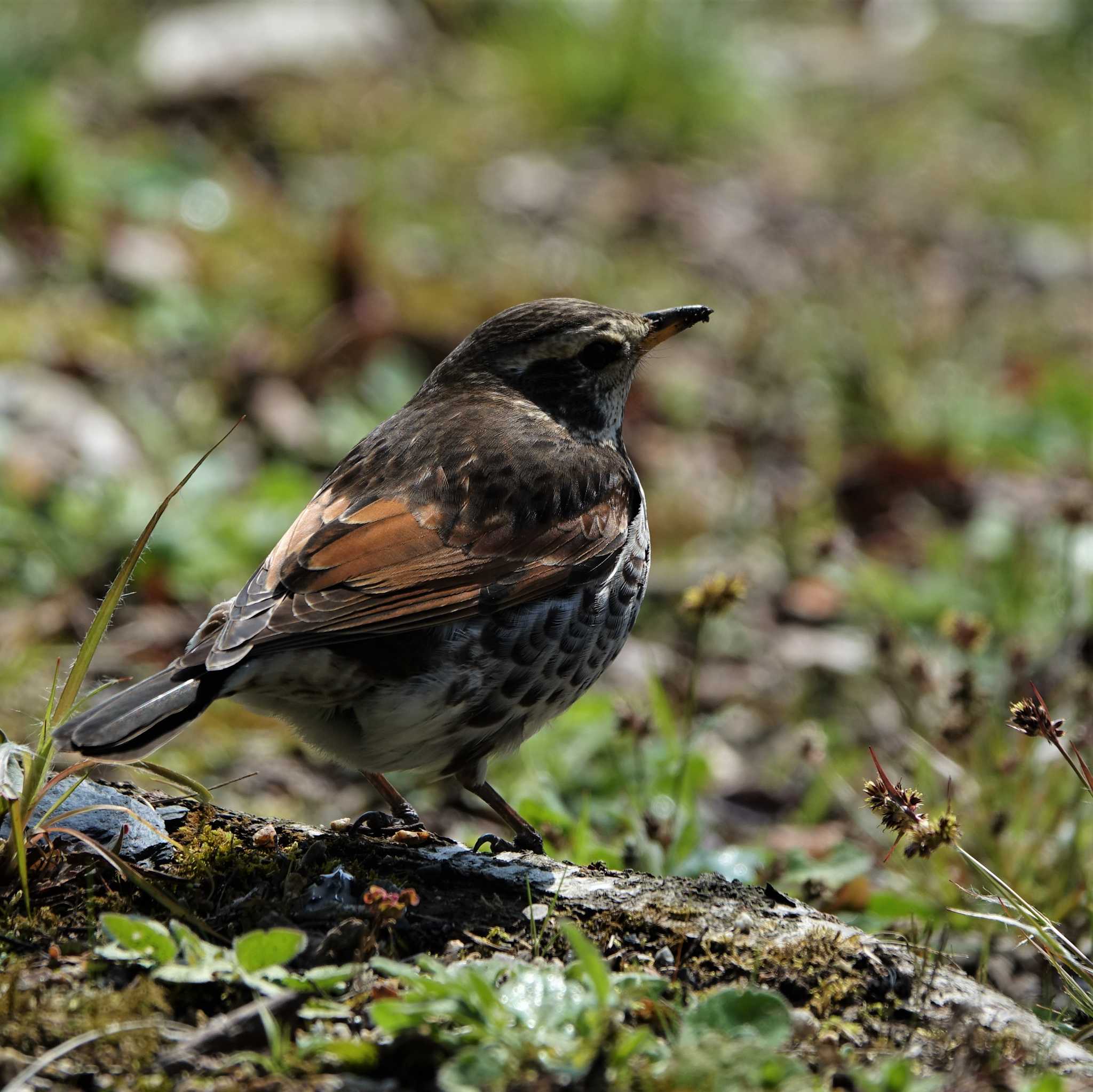 Dusky Thrush