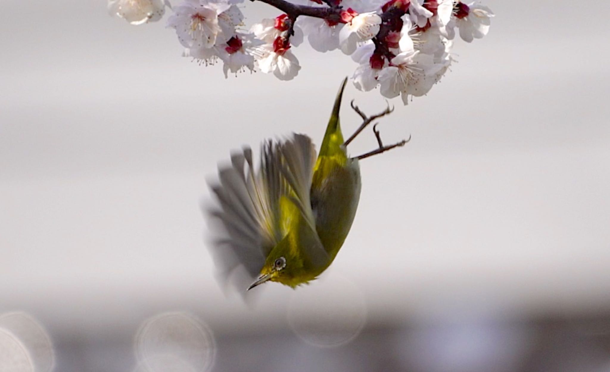 千里南公園 メジロの写真