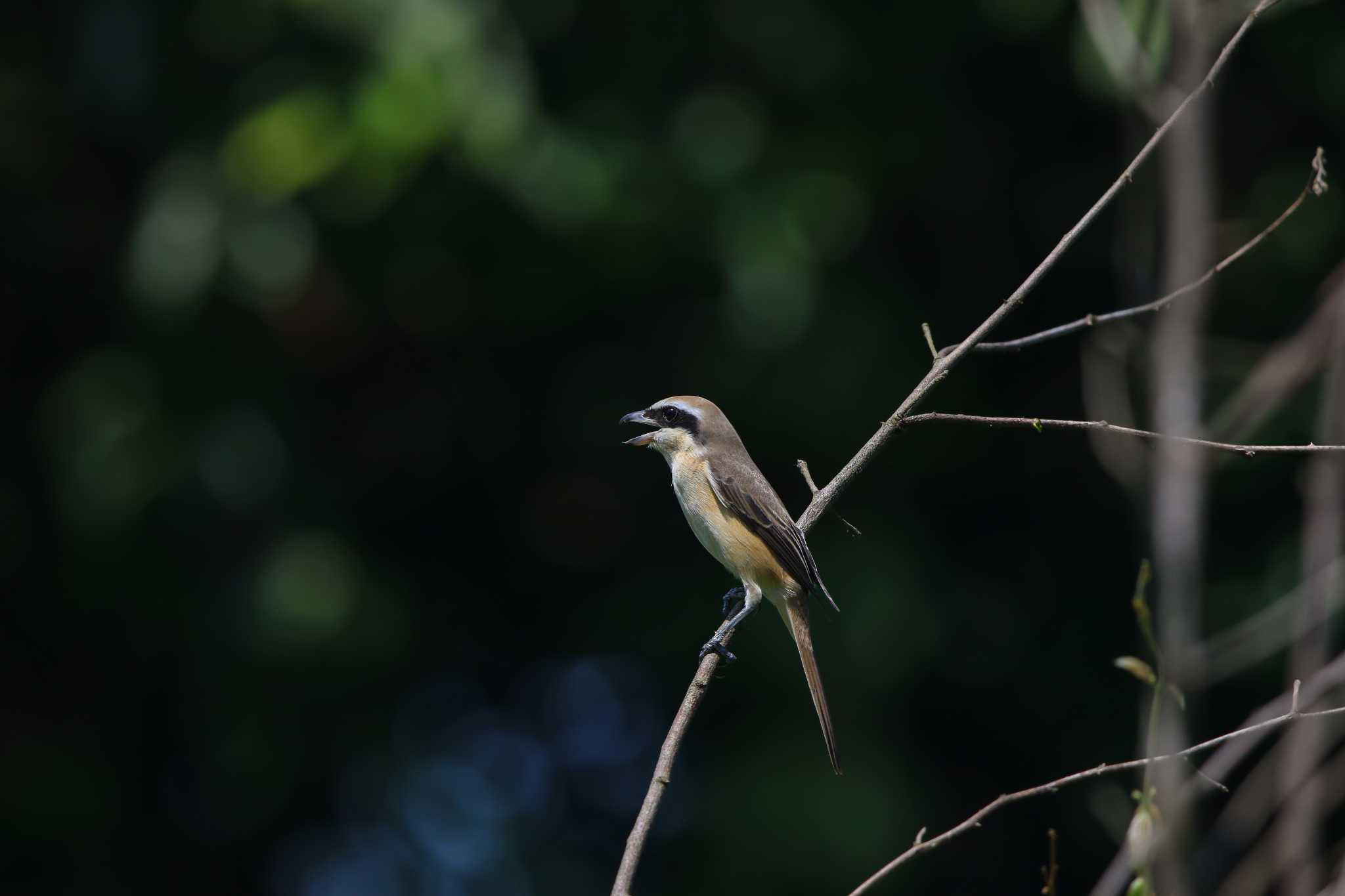 Photo of Brown Shrike at Sungei Buloh Wetland Reserve by Trio