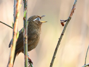 ガビチョウ 北本自然観察公園 2022年3月24日(木)