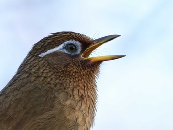 ガビチョウ 北本自然観察公園 2022年3月24日(木)