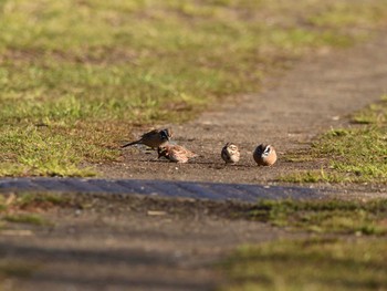 カシラダカ 北本自然観察公園 2022年3月24日(木)