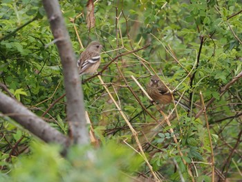 Siberian Long-tailed Rosefinch 淀川河川公園 Thu, 3/24/2022