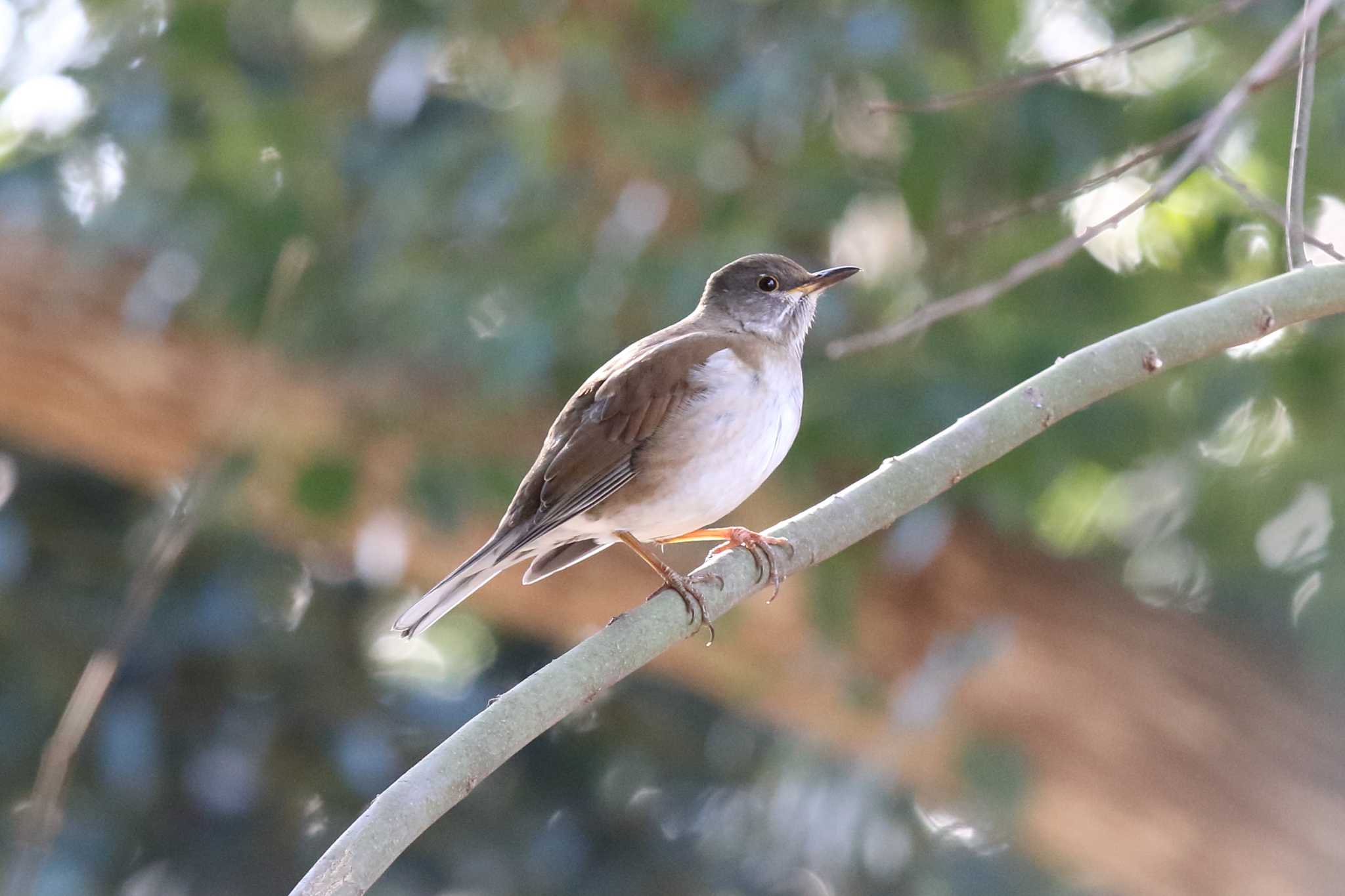 明石公園のシロハラ