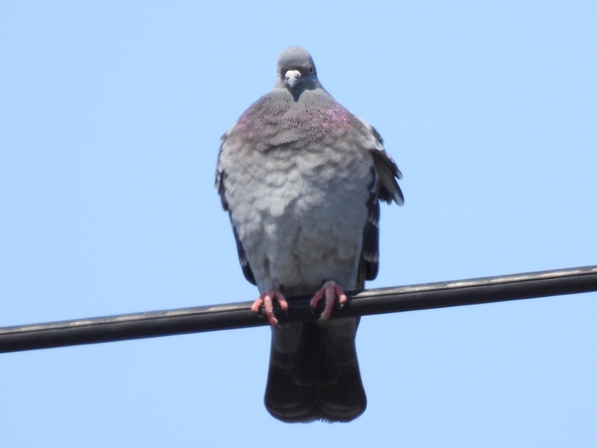 埼玉県さいたま市 カワラバトの写真 by ツピ太郎