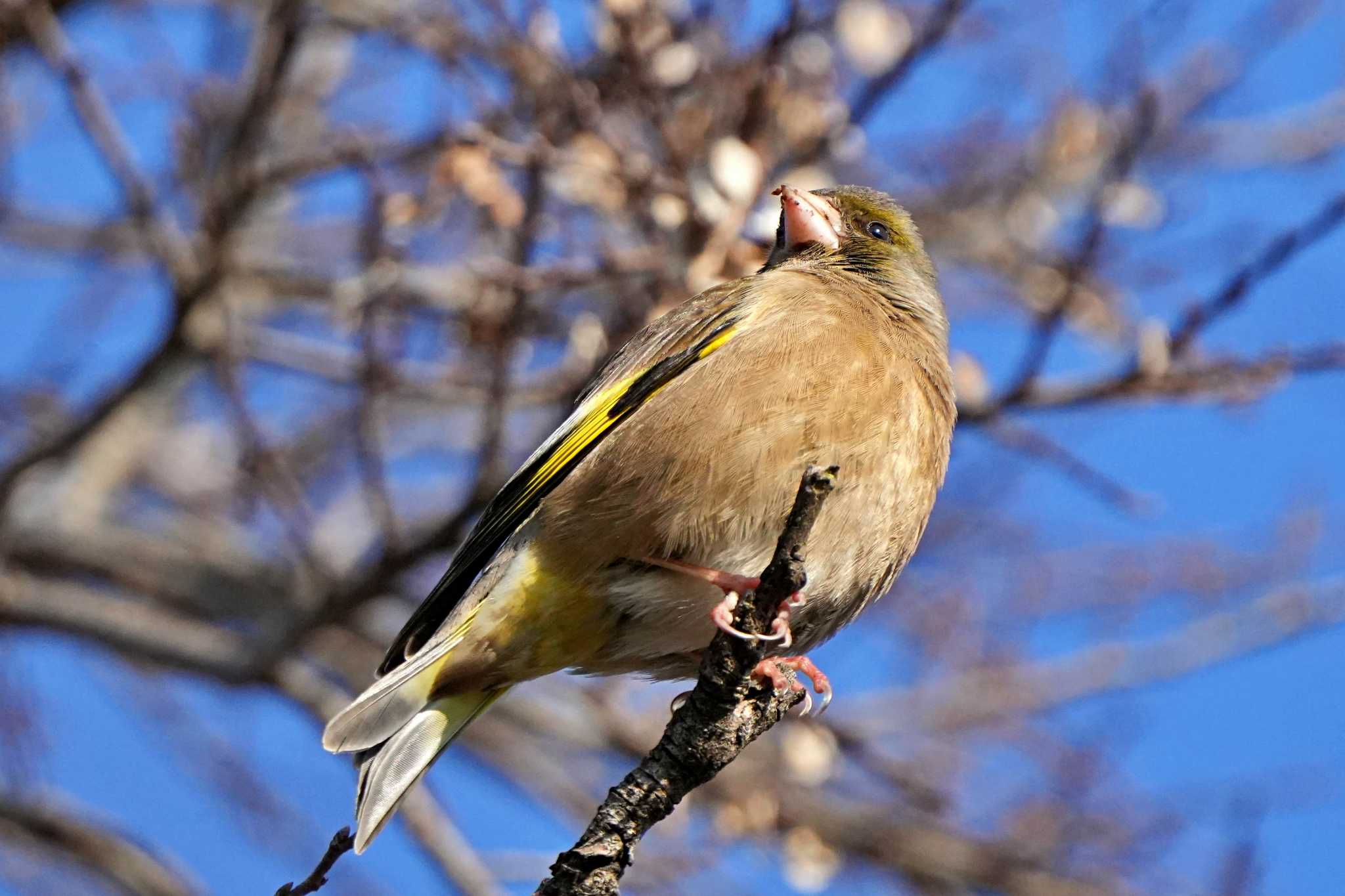 葛西臨海公園 カワラヒワの写真