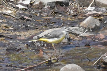 Grey Wagtail Mikiyama Forest Park Thu, 3/24/2022