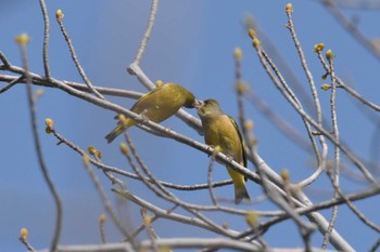 Grey-capped Greenfinch Mikiyama Forest Park Thu, 3/24/2022