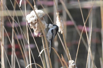 Long-tailed Tit Mikiyama Forest Park Thu, 3/24/2022