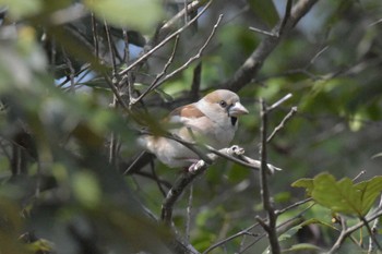 Hawfinch Mikiyama Forest Park Thu, 3/24/2022