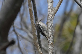 Japanese Pygmy Woodpecker Mikiyama Forest Park Thu, 3/24/2022