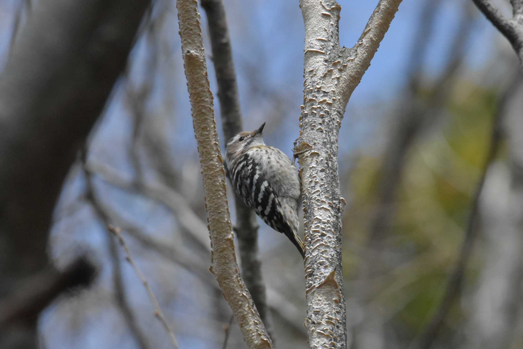 Photo of Japanese Pygmy Woodpecker at Mikiyama Forest Park by Shunsuke Hirakawa