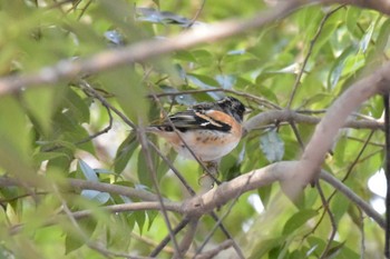 Brambling Mikiyama Forest Park Thu, 3/24/2022