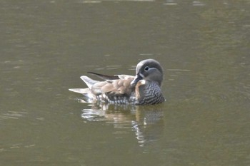 Mandarin Duck Mikiyama Forest Park Thu, 3/24/2022