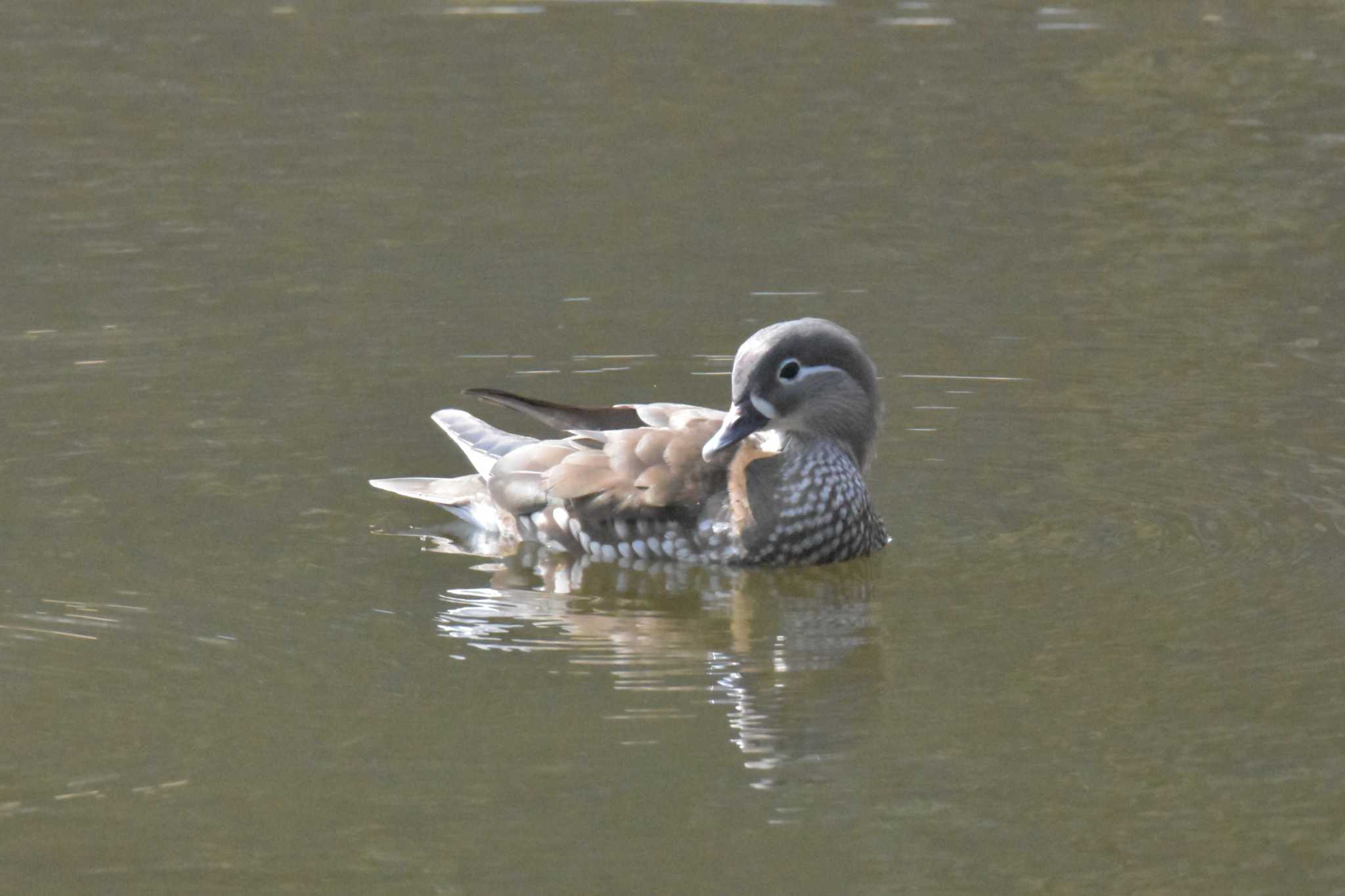 Photo of Mandarin Duck at Mikiyama Forest Park by Shunsuke Hirakawa