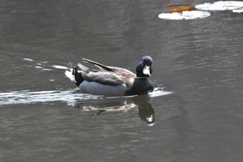 マガモ 三木山森林公園 2022年3月24日(木)