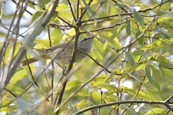 Japanese Bush Warbler Mikiyama Forest Park Thu, 3/24/2022