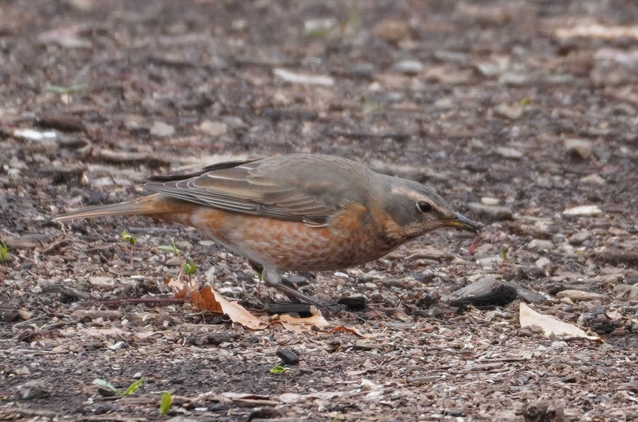 武蔵野公園 ハチジョウツグミの写真