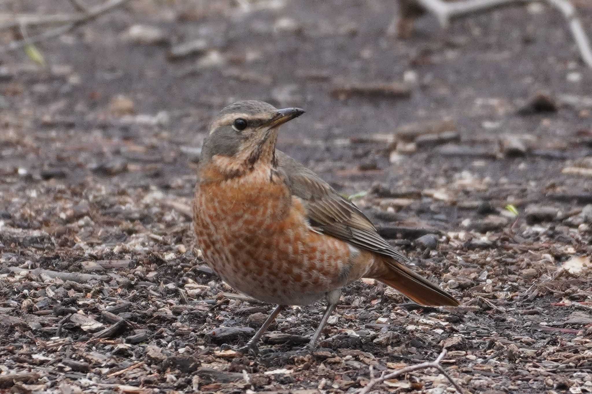 武蔵野公園 ハチジョウツグミの写真