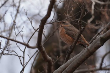 ハチジョウツグミ 武蔵野公園 2022年3月20日(日)