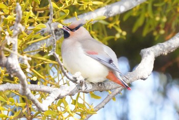 2022年3月24日(木) 太田宿中山道会館の野鳥観察記録