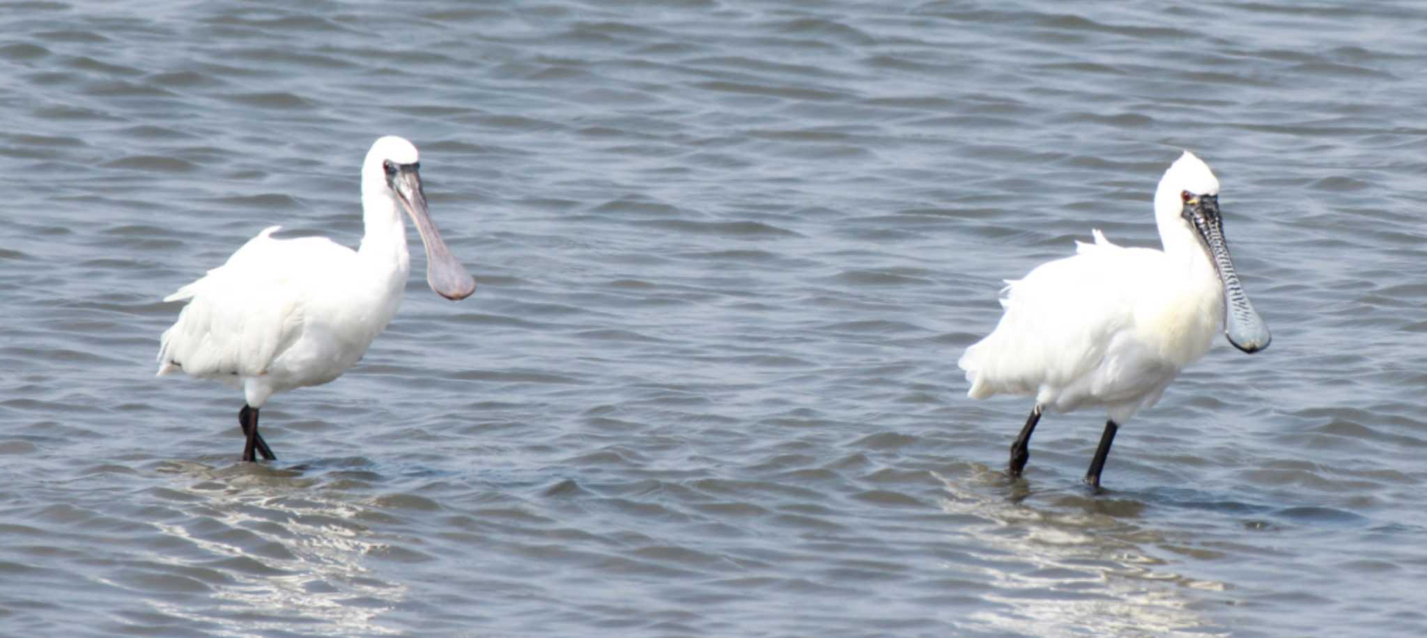 葛西臨海公園 クロツラヘラサギの写真