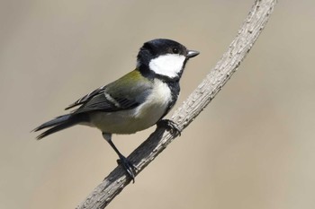 2022年3月24日(木) 愛知県豊田市逢妻女川の野鳥観察記録