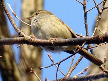 2022年3月24日(木) 舞岡公園の野鳥観察記録