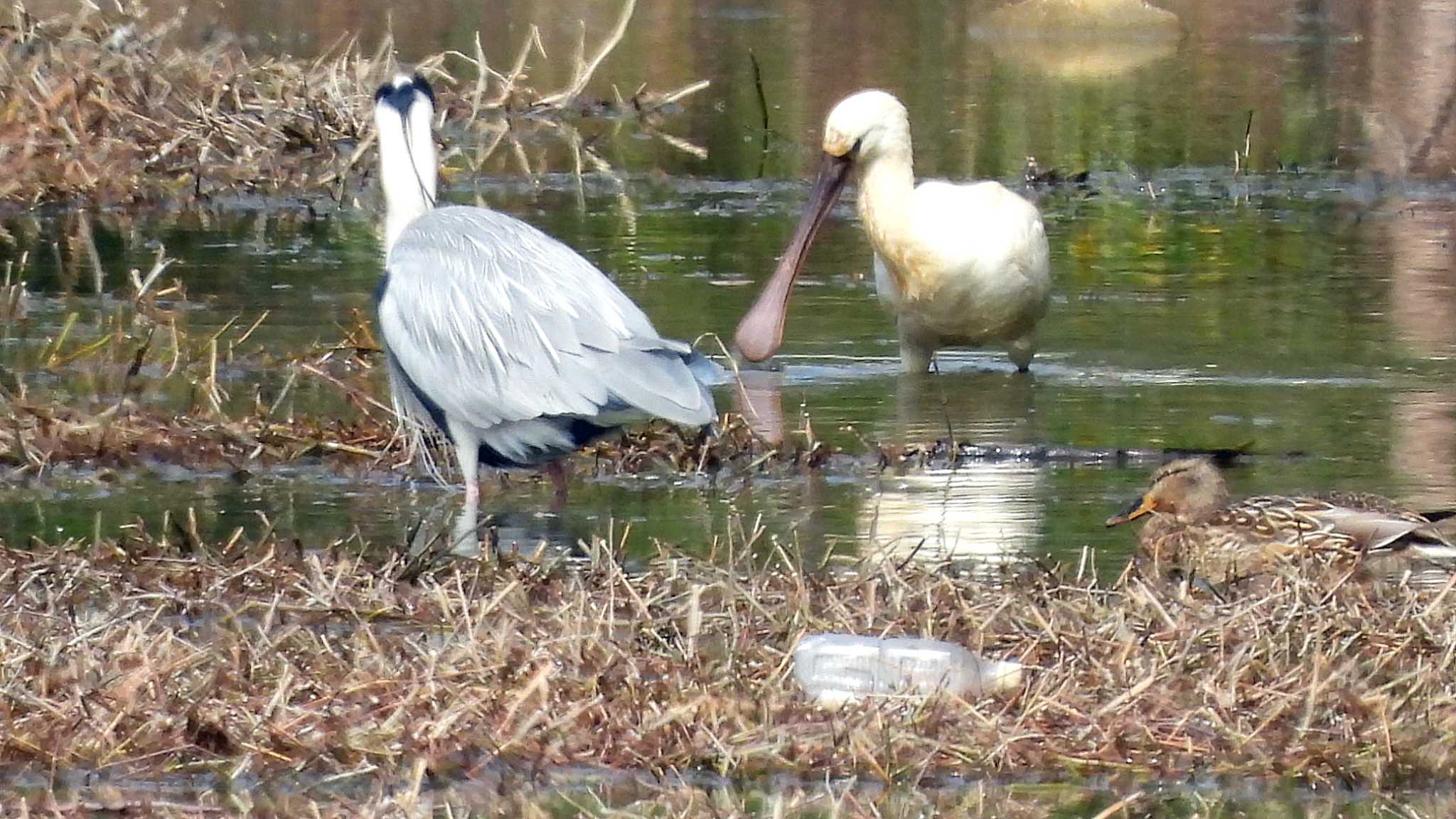 昆陽池公園 ヘラサギの写真